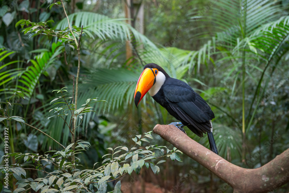 Naklejka premium Exotic toucan brazilian bird in nature in Foz