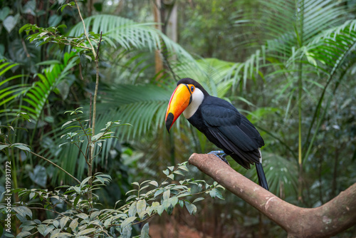 Exotic toucan brazilian bird in nature in Foz