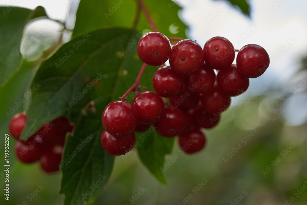 red berries Raspberry on a bush close up