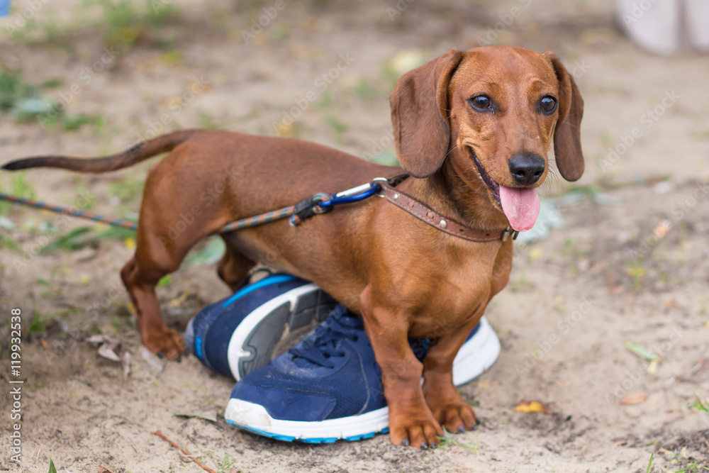 dachshund near sport shoes