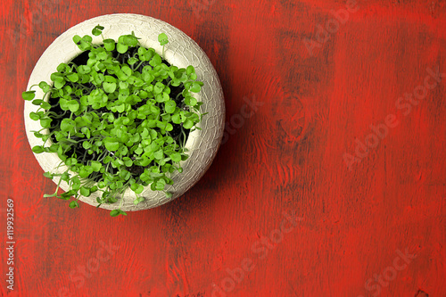 white pot with young basil on a wooden red table, top view with copy space