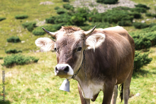 Cow in the mountains landscape. Summer day