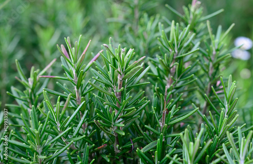 Rosemary in the garden with selective focus