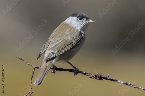 Male Blackcap (Sylvia atricapilla ), perched on a branch in the