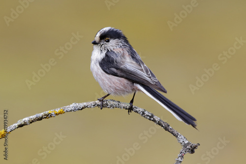 Long-tailed Tit, Aegithalos caudatus on a willow twig