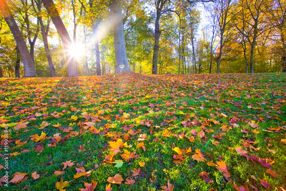 Tapis de feuilles d'automne Stock Photo | Adobe Stock