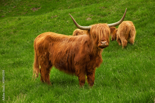 Highland cow in summer meadow photo