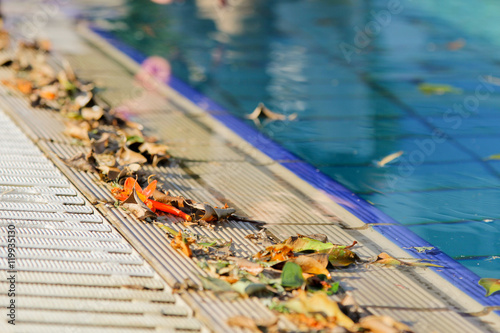 Fotografía swimming pool board strewn with autumn leaves