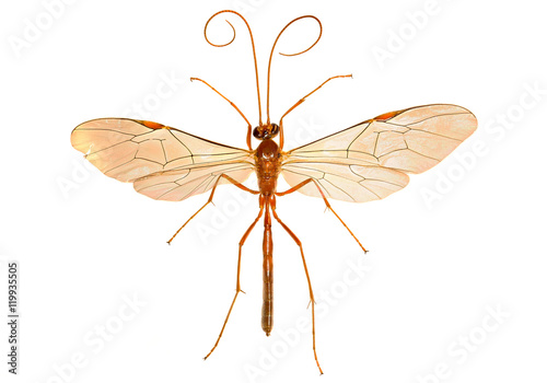 Ichneumon Wasp on white Background  -  Ophion sp.