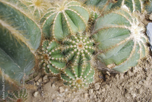 Parodia magnifica is a species of flowering plant in the Cactaceae family  native to southern Brazil.