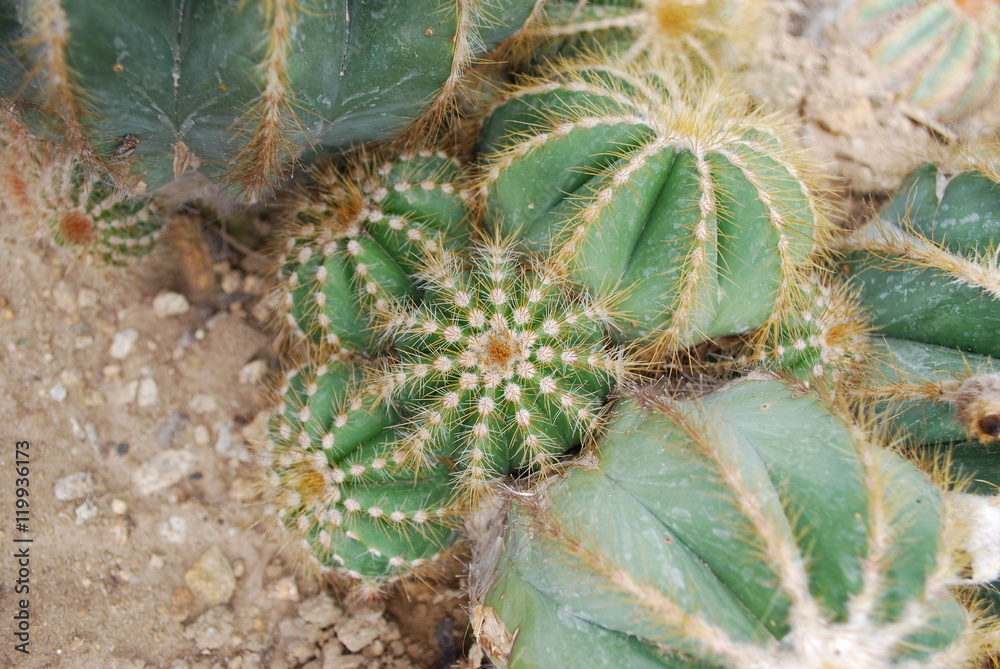 Parodia magnifica is a species of flowering plant in the Cactaceae family, native to southern Brazil. Parodia magnifica is a species of flowering plant in the Cactaceae family, native to southern Brazil.