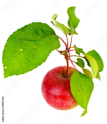 Fresh Sweet Tasty Red Apple Isolated on White Background