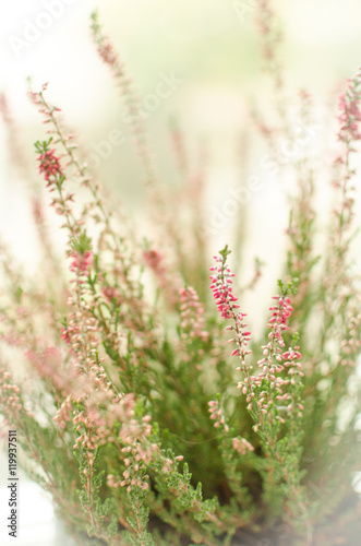 purple calluna vulgaris