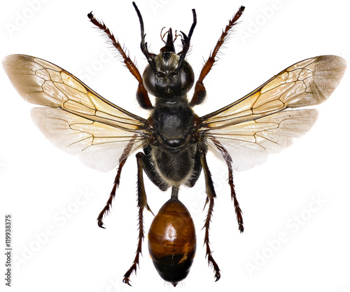 Golden Digger Wasp on white Background - Sphex funerarius (Gussakovskij, 1934)