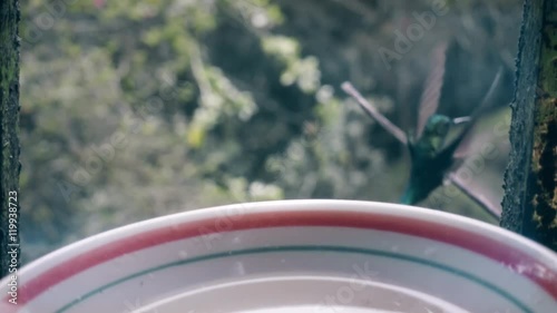 Emerald-chinned hummingbird eats from a plate with sugared water. Slow motion photo