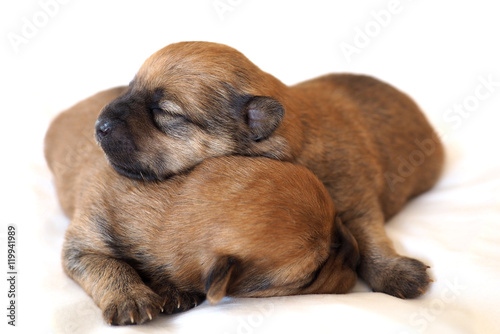 young baby puppies on white background