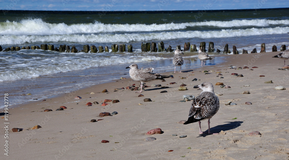 Obraz premium Piaszczysta plaża w Międzyzdrojach.