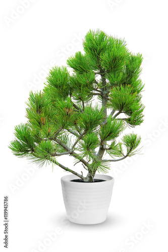 young pine tree in a flowerpot isolated over white