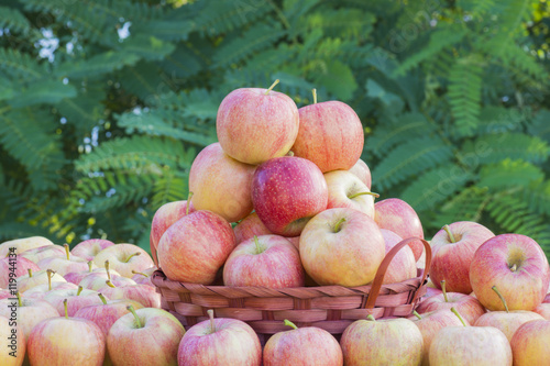 cesta con manzanas, manzanas rojas recien cosechadas, 