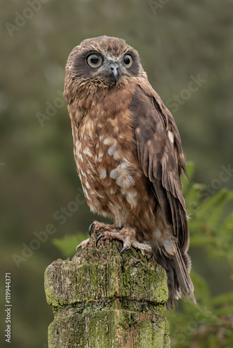 A boobook owl sitting patiently perched on a post looking forward