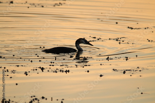 Golden grebe on the water at dusk.