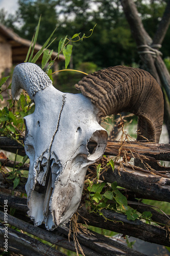 animal skull on a rustic fence.