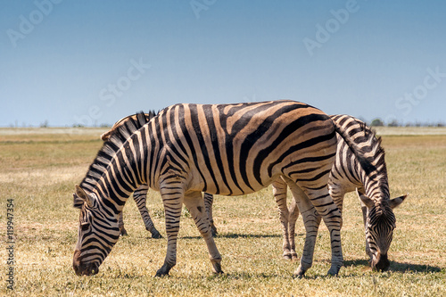 Zebra grazing in the field.