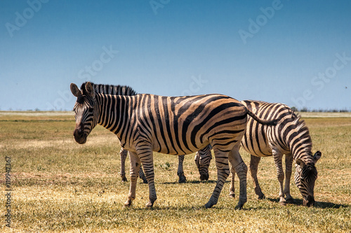 Zebra grazing in the field.