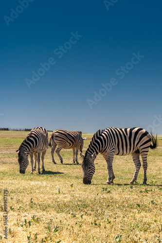 Zebra grazing in the field.