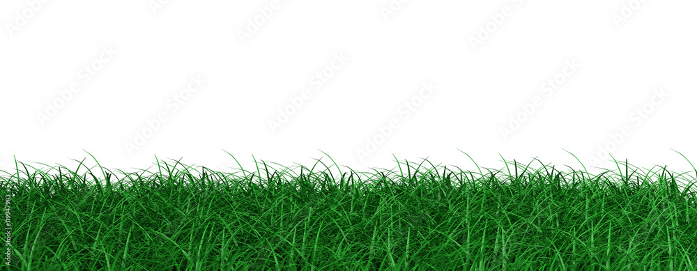 Grass on white background. 3d illustration Grass on white background. 3d illustration