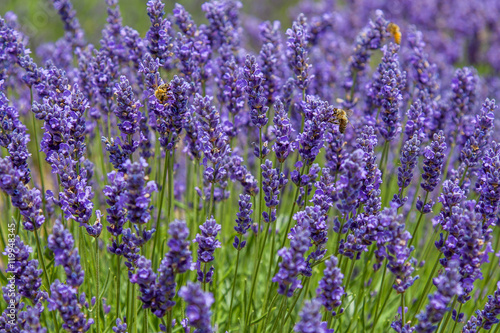 Bees on lavender flowers    
