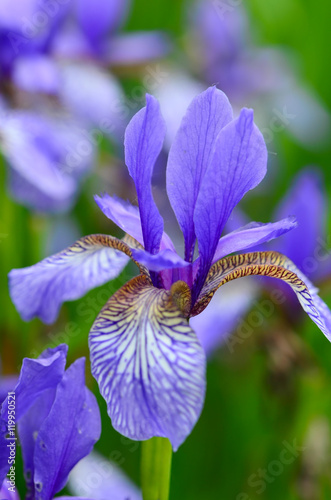Fototapeta Naklejka Na Ścianę i Meble -  Bearded Iris