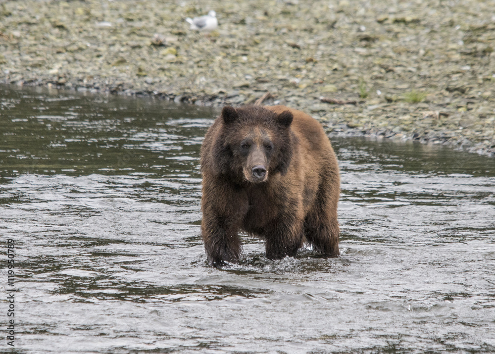 Fototapeta premium Brown Bear Fishing