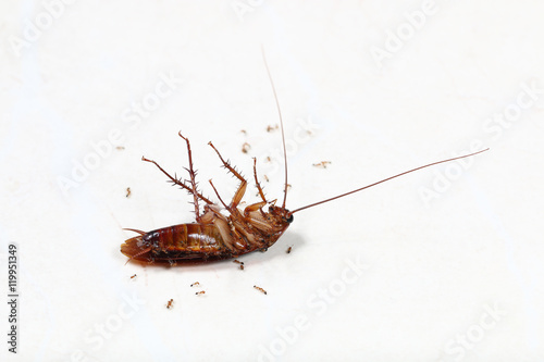 red ants kill one cockroach on floor