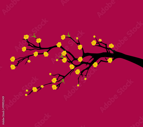 Yellow Apricot Flower, traditional lunar new year in Vietnam
