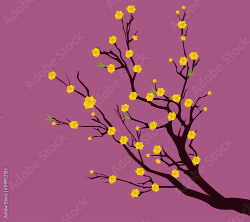 Yellow Apricot Flower, traditional lunar new year in Vietnam