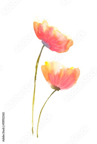 Poppy flowers  watercolor illustrator