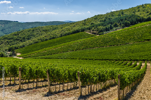 A vineyard in Tuscany, Italy