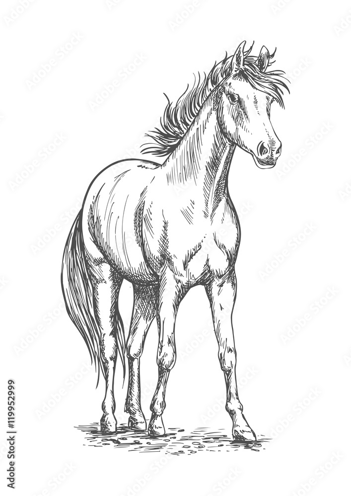 Racehorse stallion sketch for equine sport design