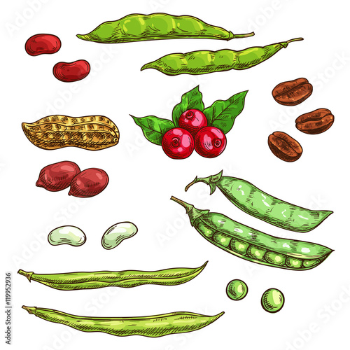 Nuts, kernels and berries vector icons