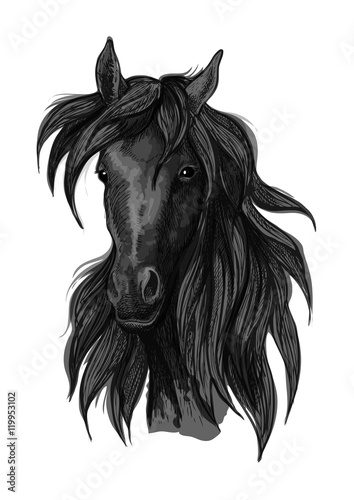 Arabian horse head sketch with black racehorse