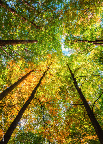 Glowing Forest Canopy. Inspirational Treetops Background with Gorgeous Copy Space. Vertical Layout--or may be used sideways.