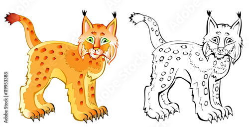 Colorful and black and white pattern lynx, vector cartoon image.
