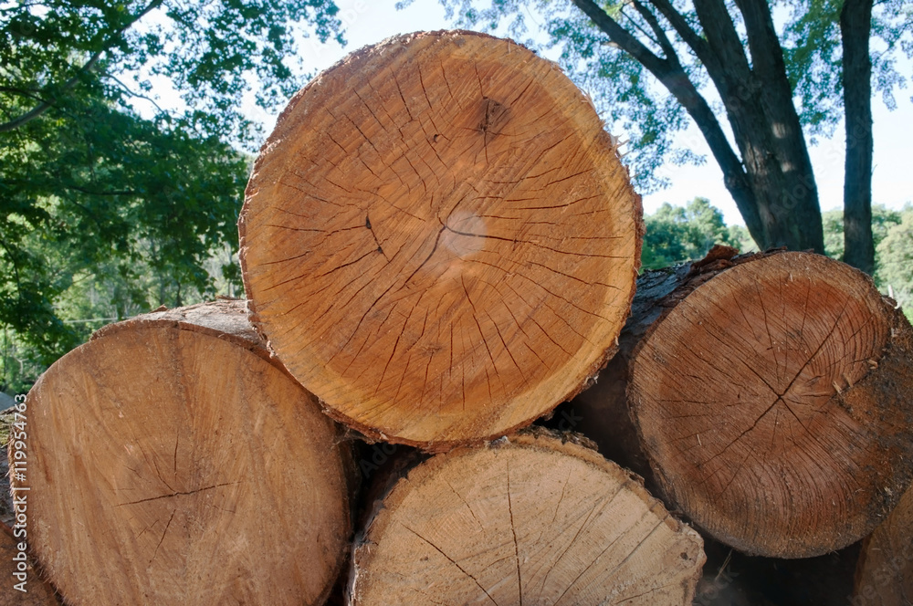 Naklejka premium Stacked cut logs