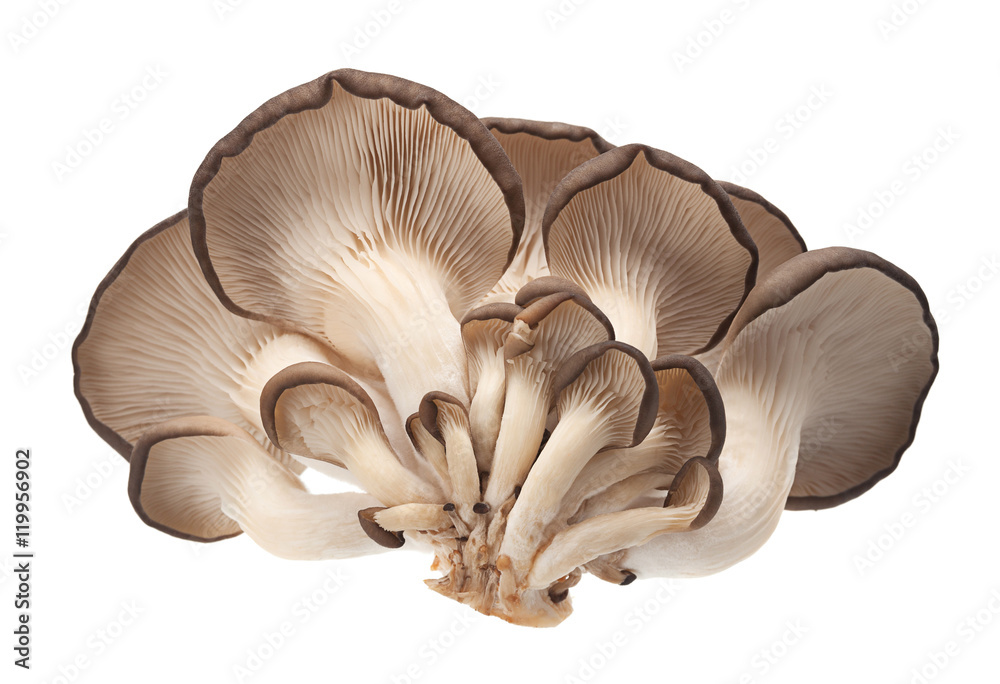 oyster mushroom on white oyster mushroom on white