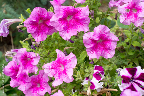 A flower bed with blooming colorful petunia © sergio51143