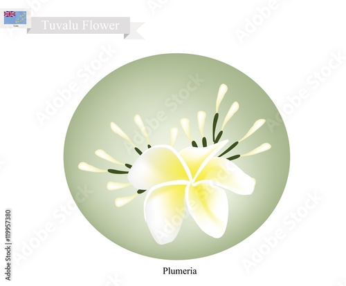 Plumeria Frangipanis, A Popular Flower in Tuvalu