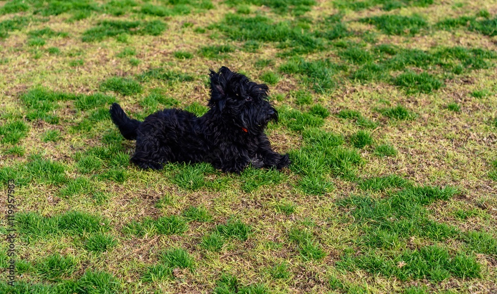 Scruffy black dog on the grass Scruffy black dog on the grass