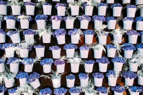 Blue and purple blossom in white pots background. Floral exhibition of light colour blooming. Summer flowers, garden, florist shop concept