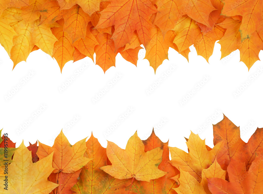 Maple leaves isolated on white Maple leaves isolated on white